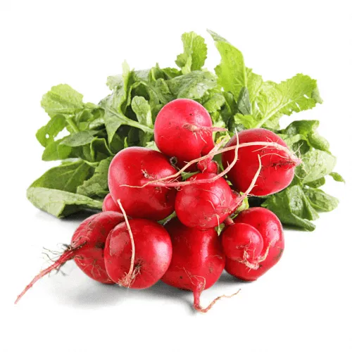 Rabanito